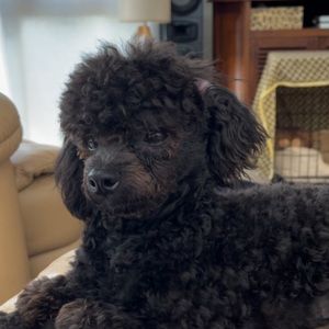 Meet your Posher, Claire